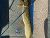 Rick-Chippewa Lake 8/4/22